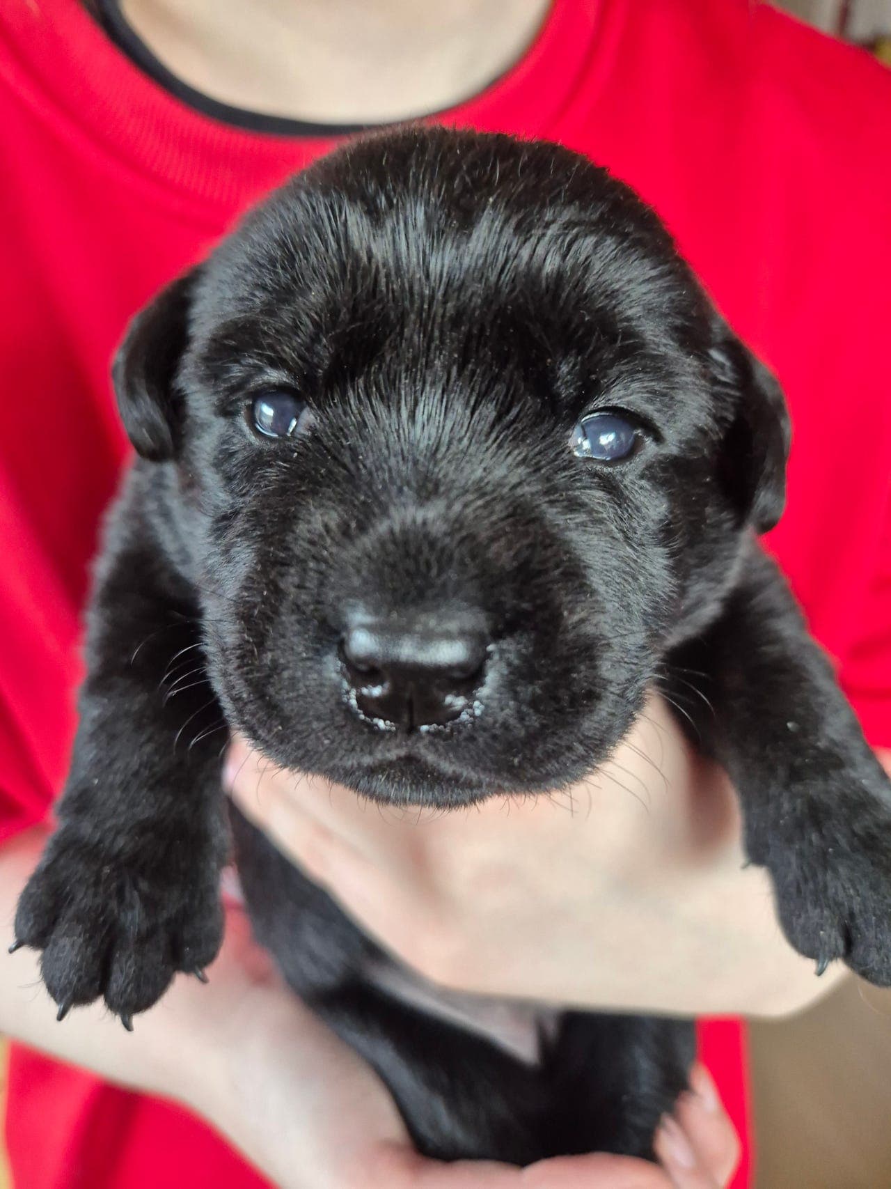 Labrador