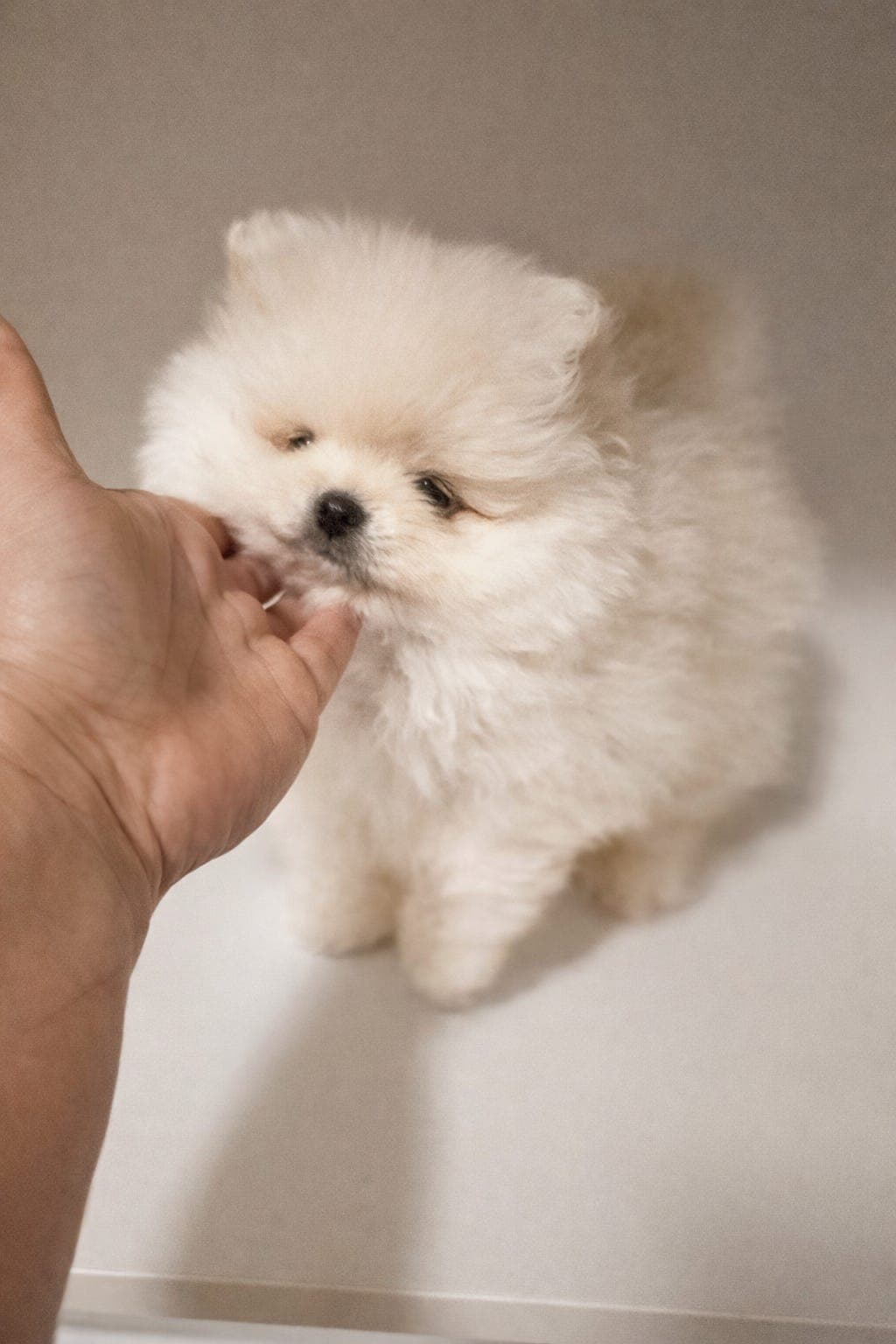 ⭐ Pommeranian valp – klar for levering snart ⭐