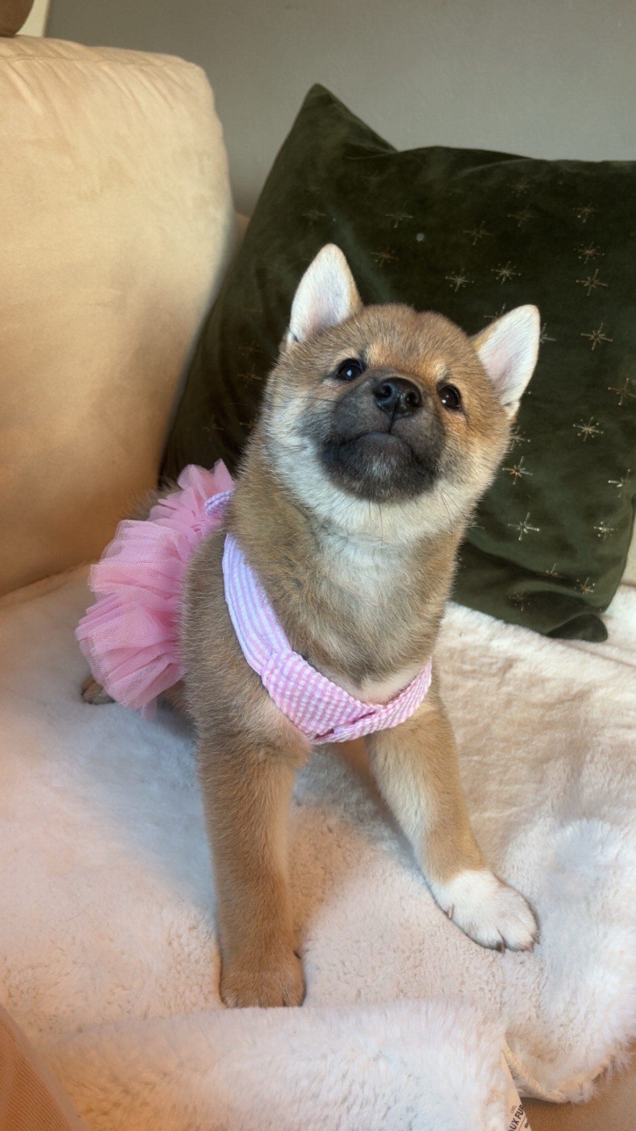 Nydelig Shiba Inu valp