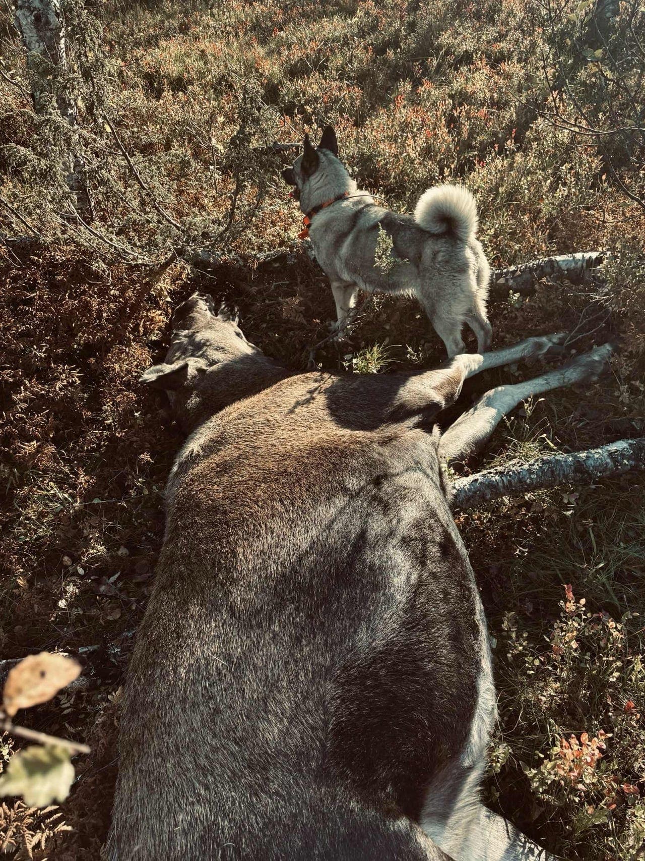 Norsk Elghund grå valper