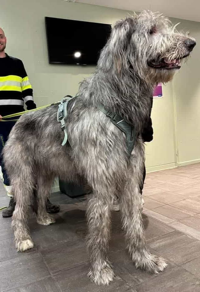 Nano søker nytt hjem.