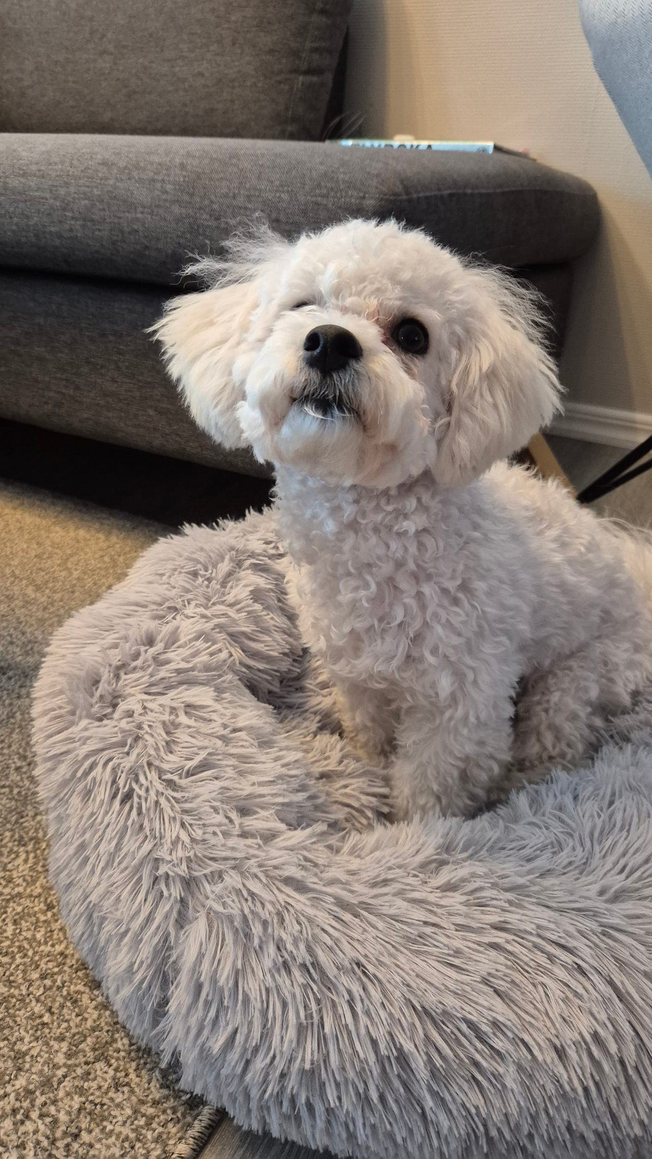 Omplassering bichon frise valp født 26.06.25