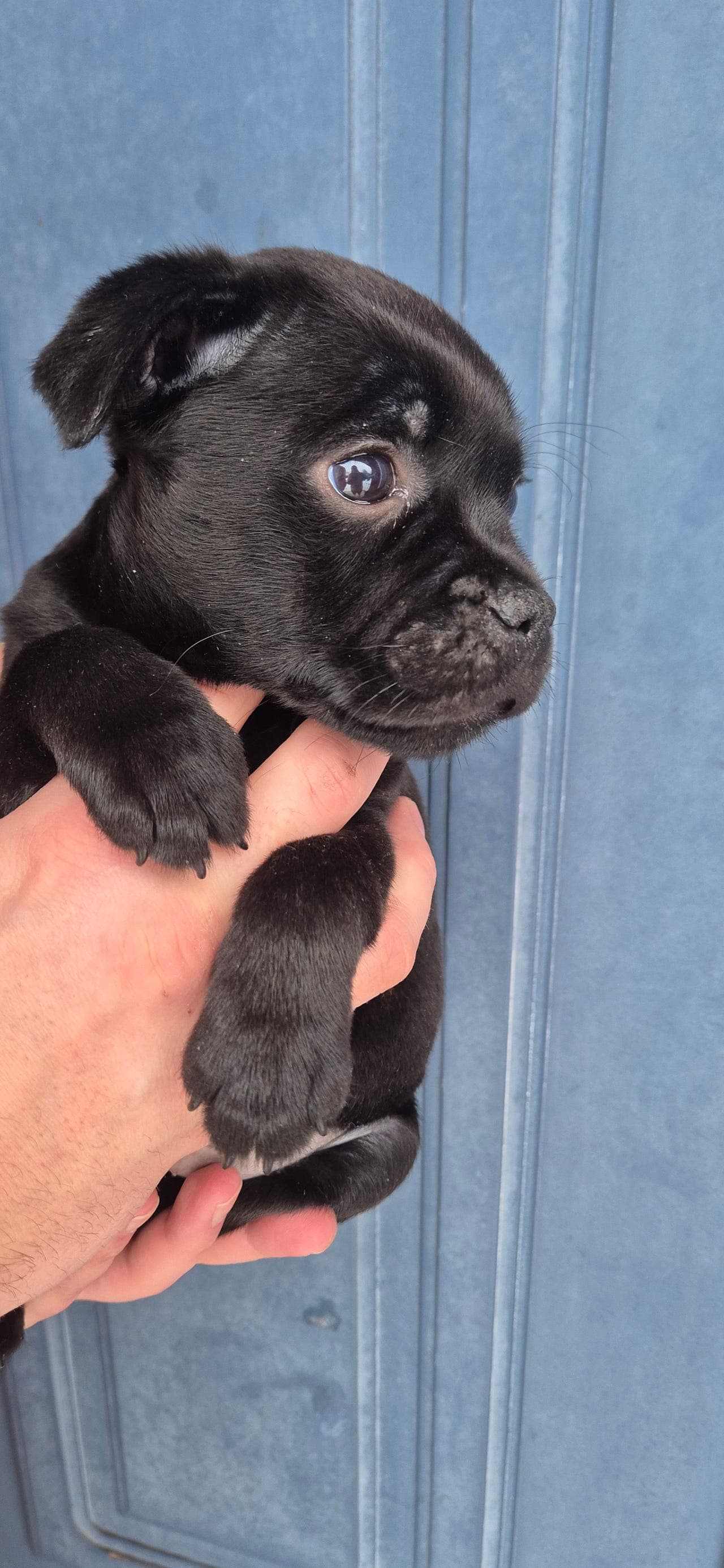 🖤Søker forvert til Staffordshire BullTerrier hannhund🖤