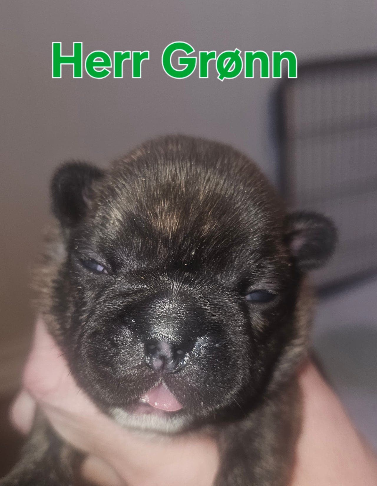 Fransk Bulldog valper