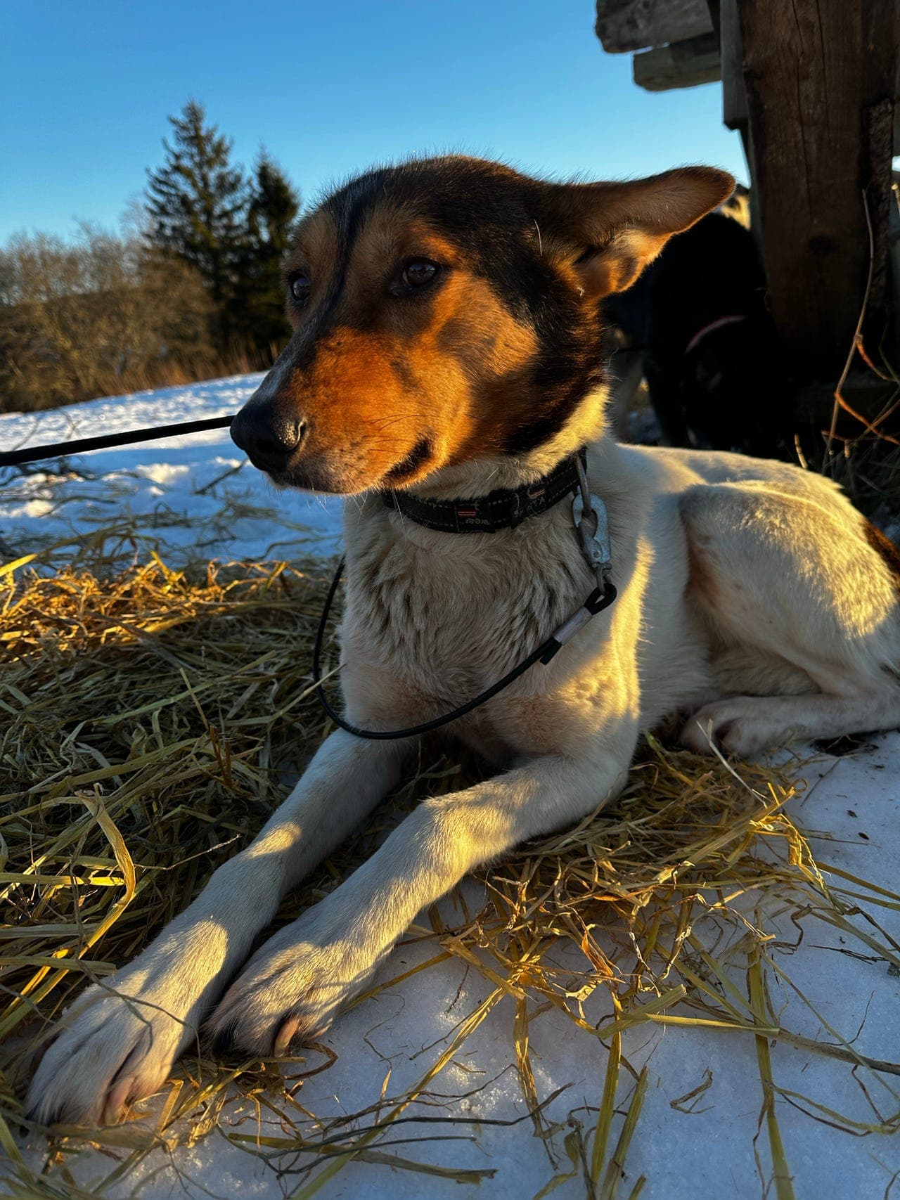 3 husky-tisper til salgs