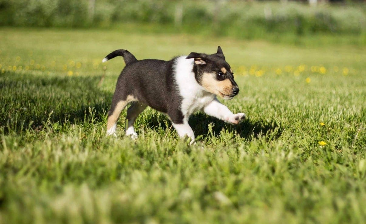 Collie korthåret valper senvinter/våren 2026