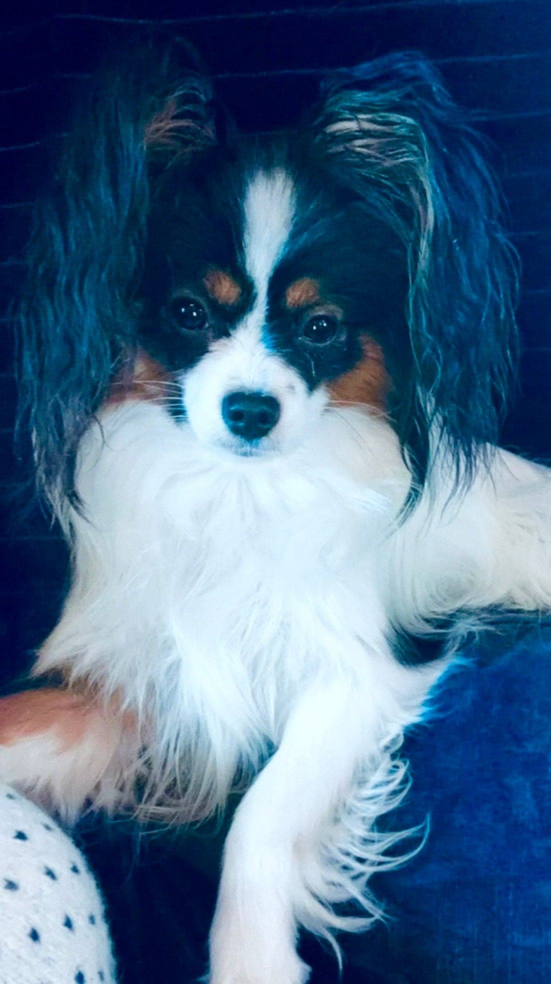 Papillon valp til salgs