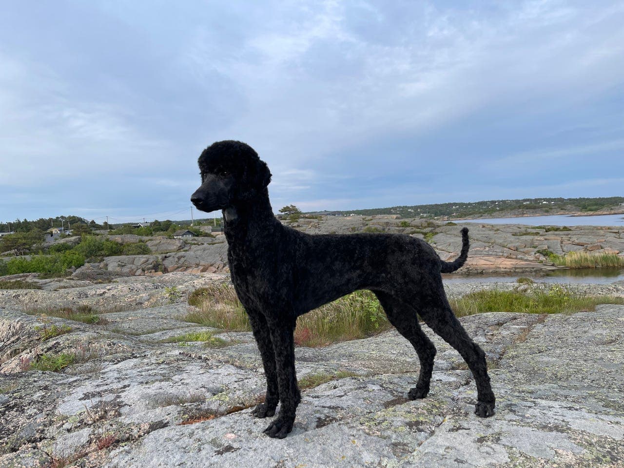 Storpuddelvalper 7 hanner (Kongepuddel)