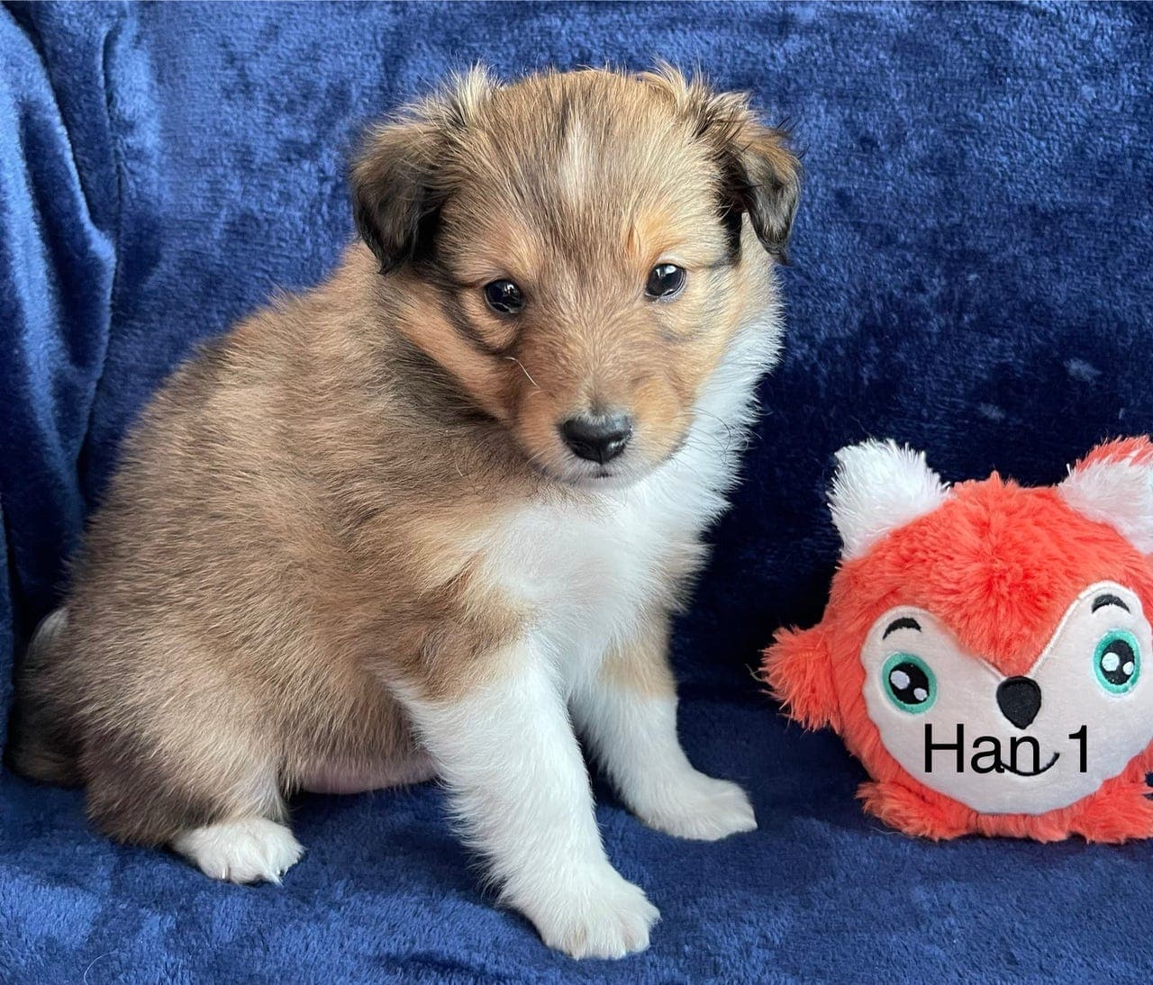 Shetland Sheepdog valper