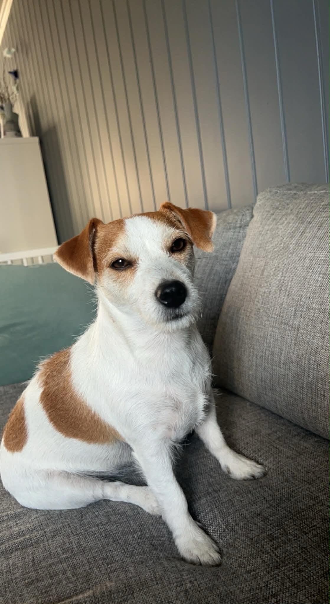 Omplasseringshund selges med tungt hjerte