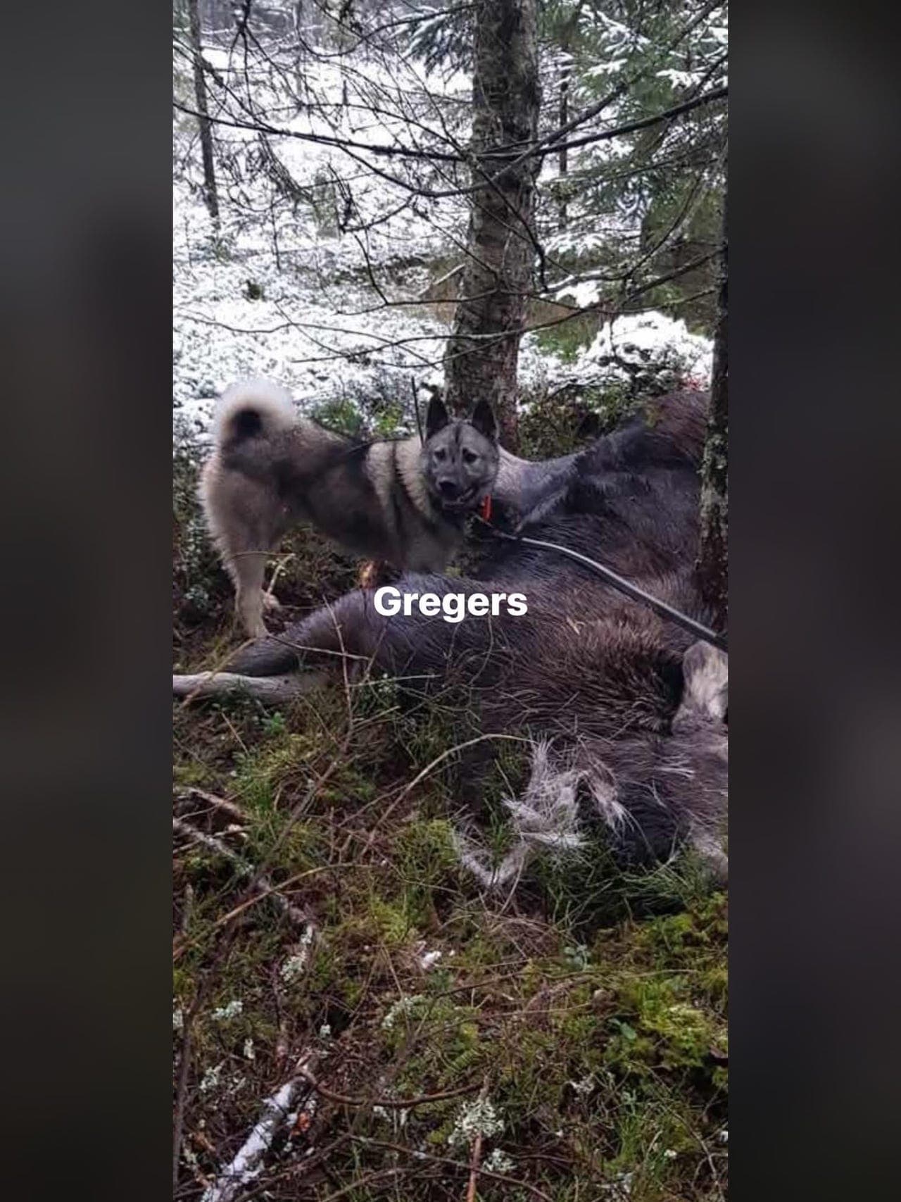 Norsk Elghund Grå Valper