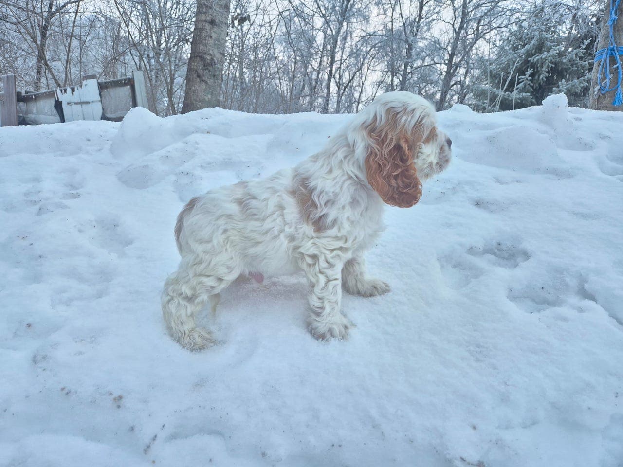 Amerikansk Cocker Spaniel valper selges