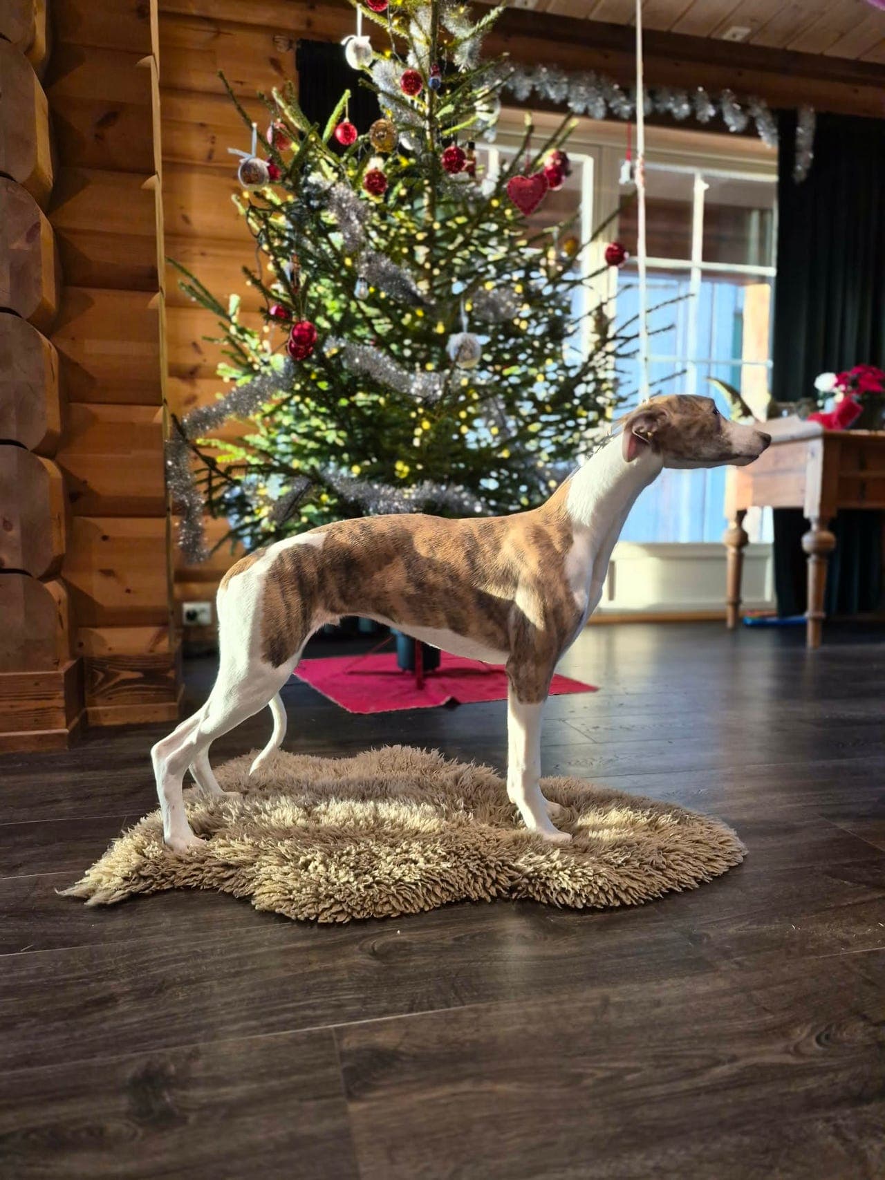 Verdens beste turkompis!