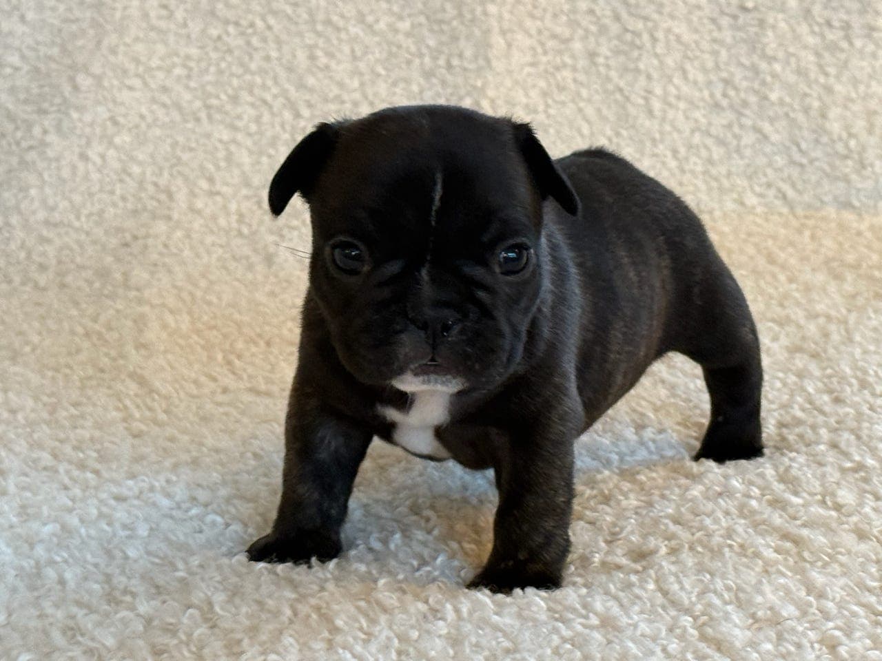 Fransk Bulldog valper