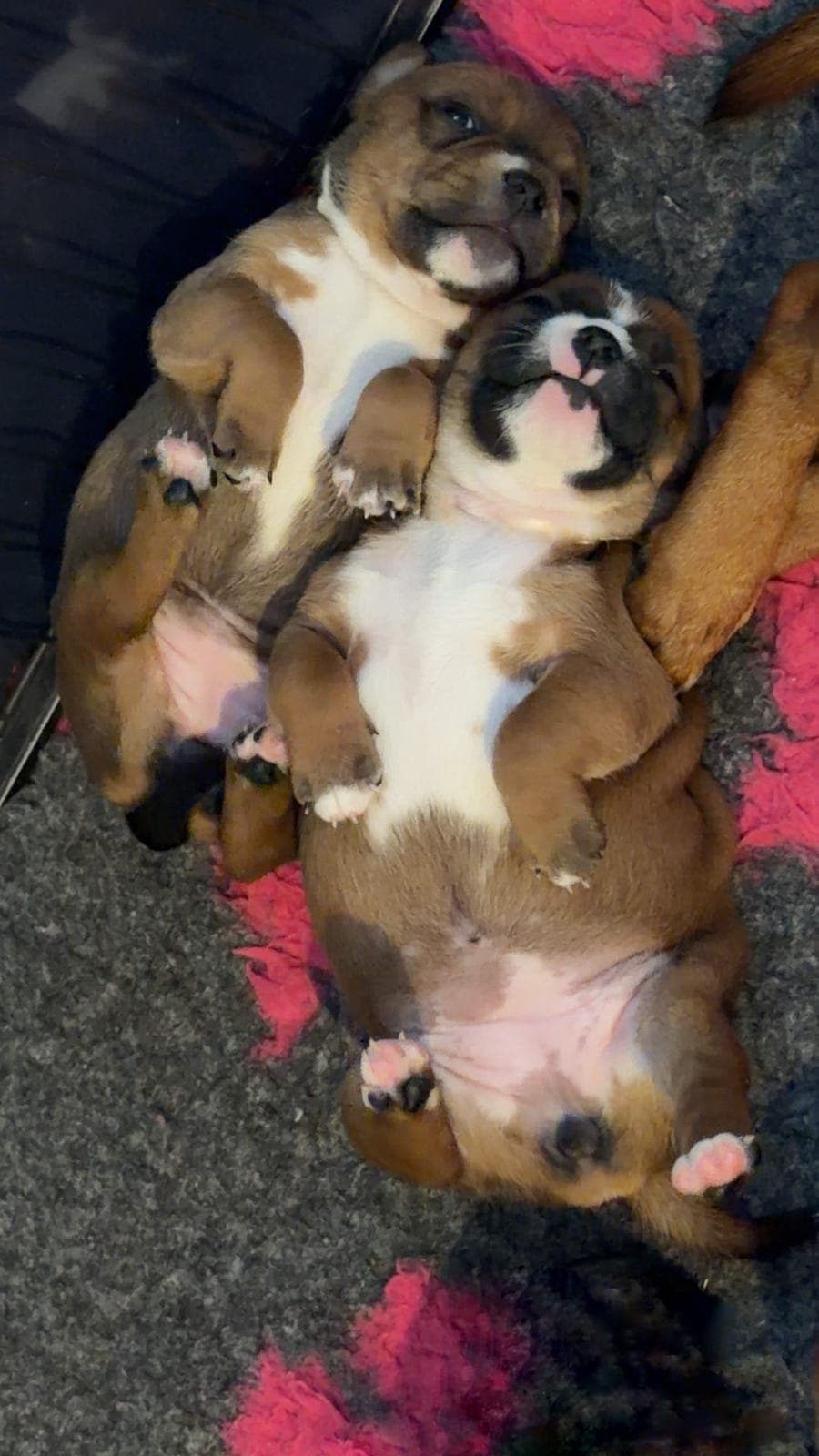 Staffordshire Bull Terrier Tispe Valp