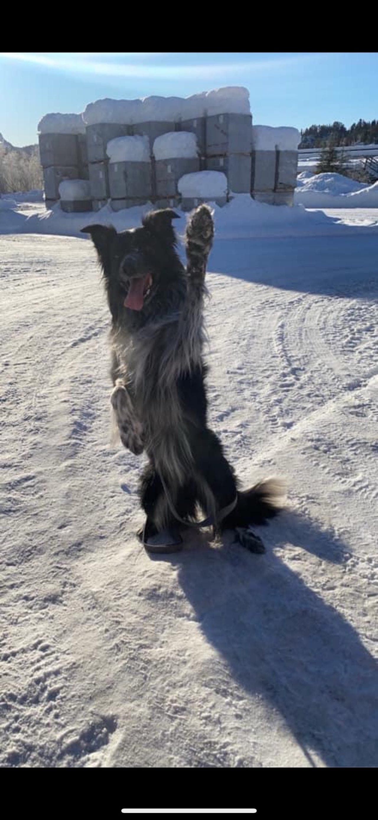 Fantastisk border collie gutt vurderes omplasert