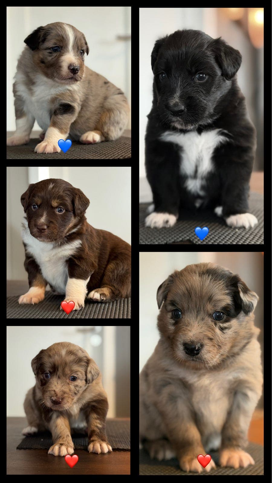 Australian Shepherd valper etter brukslinjer