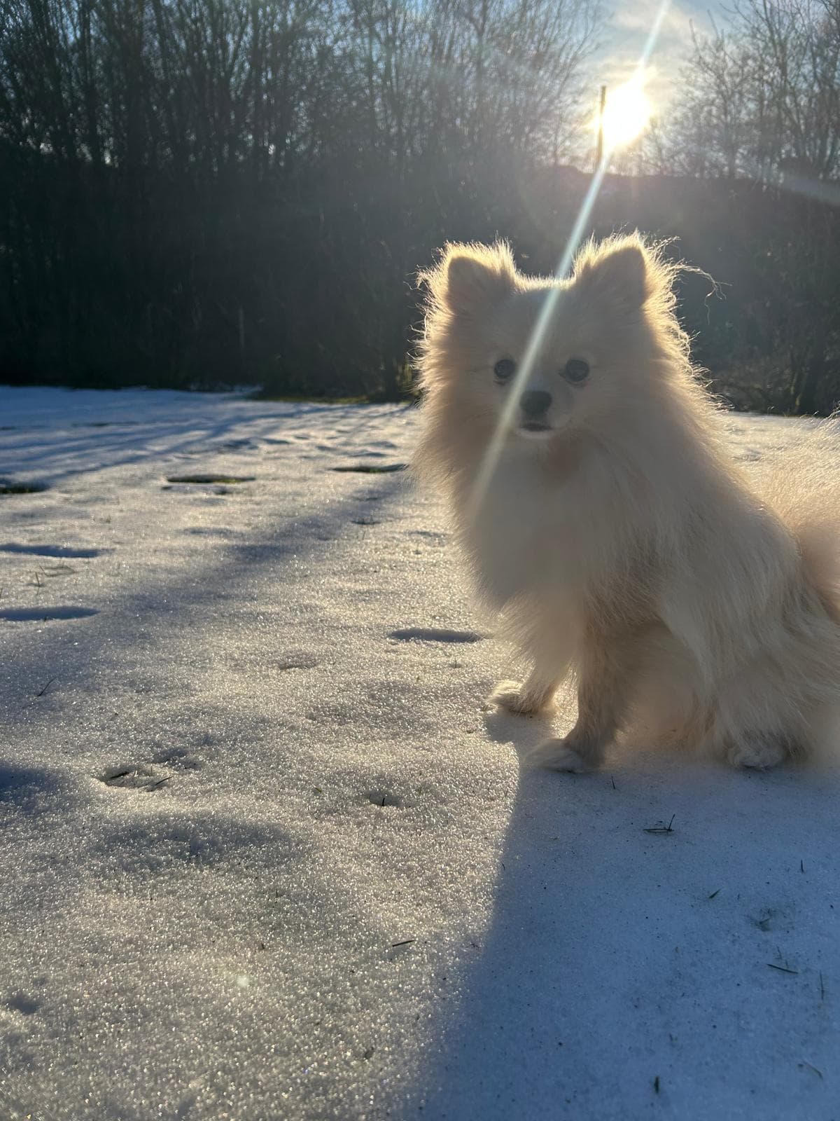 Pomeranian-tispe 1 är