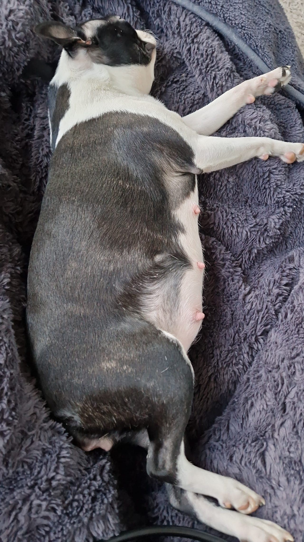 Boston terrier valper til salgs - vi venter valper