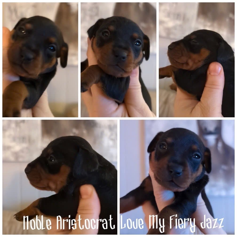 🧡💛💫⭐ Dvergpinscher - Søker fórhjem 1 tispevalp