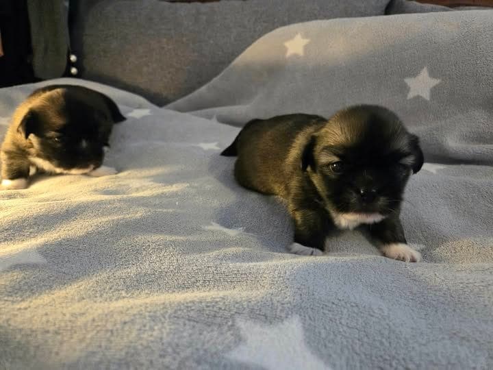 Tibetansk spaniel valper