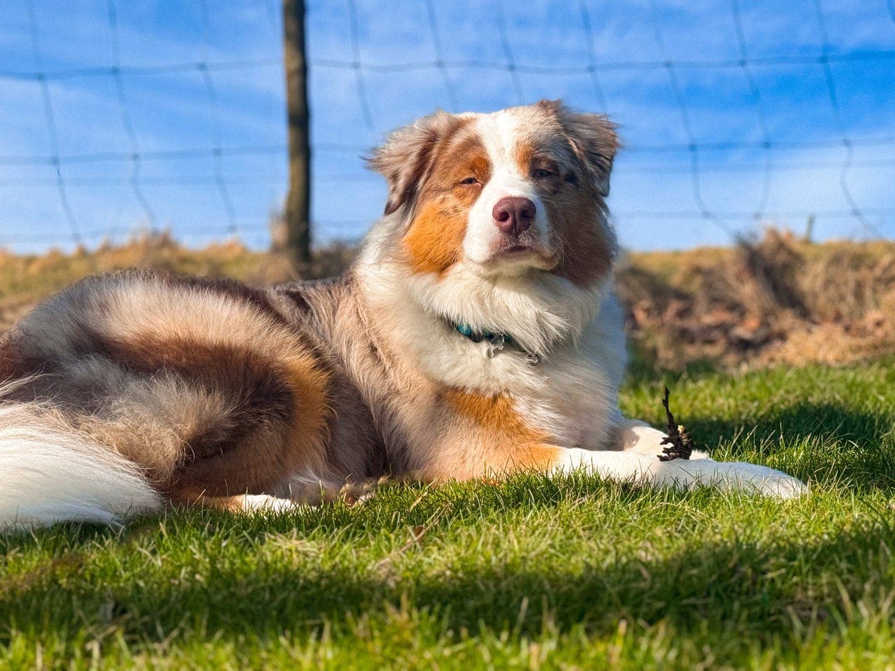 Australian shepherd trenger nytt hjem