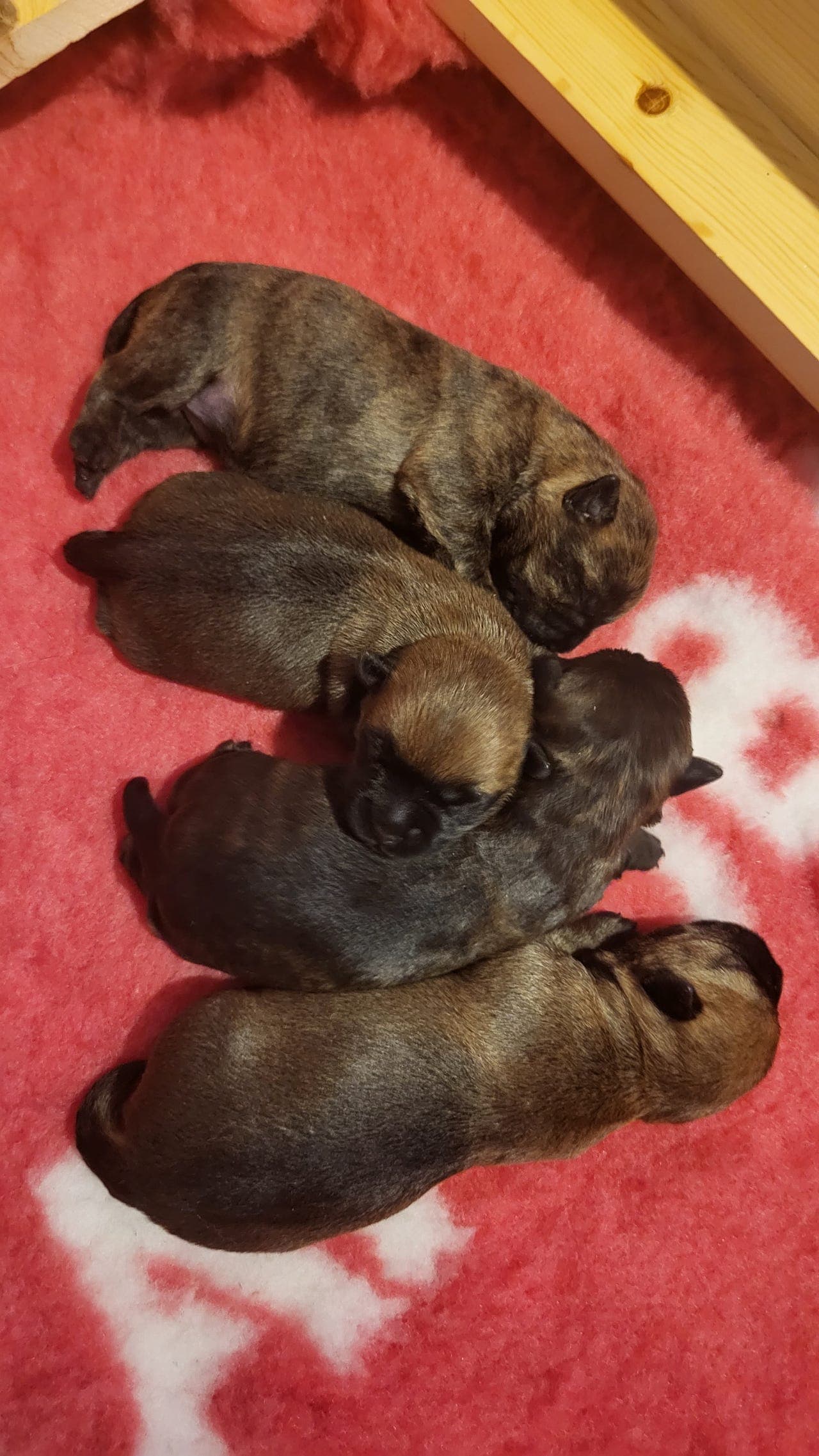 Cairn Terrier valper