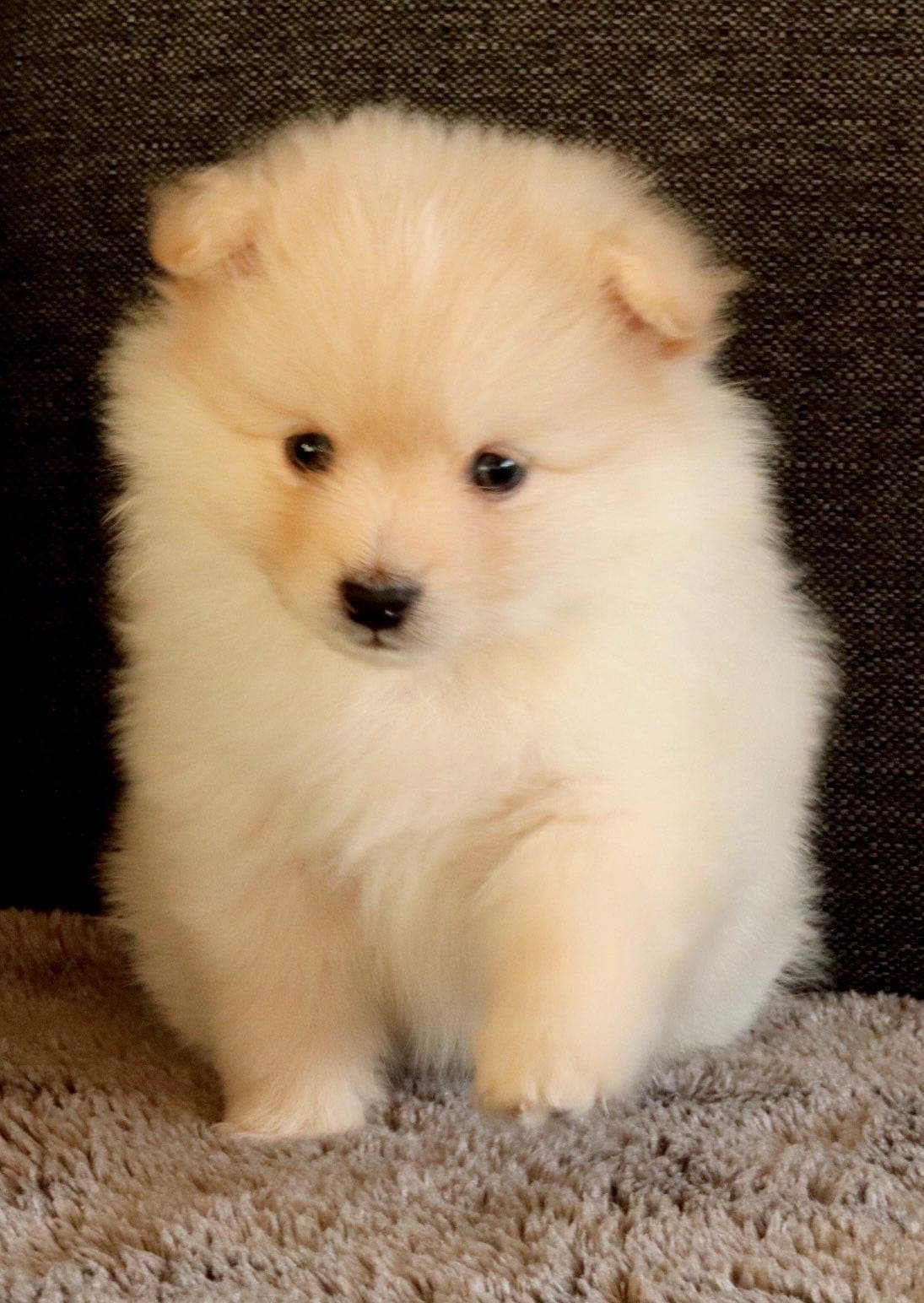 Mittelspitz gutt med stamtavle (redusert pris)