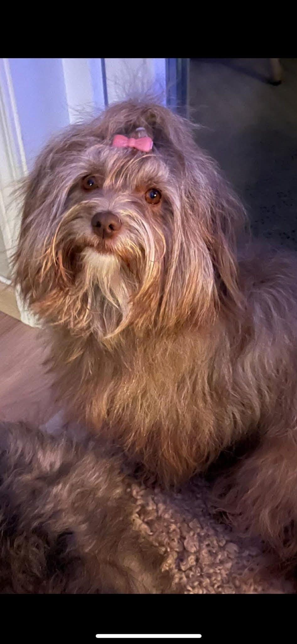 Renrastet Bichon Havanais valper i Bergen ventes.