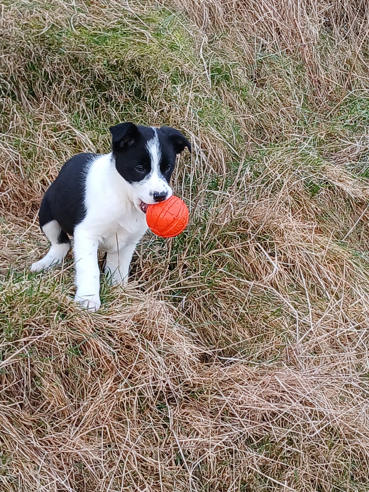 Border collie kvelpar