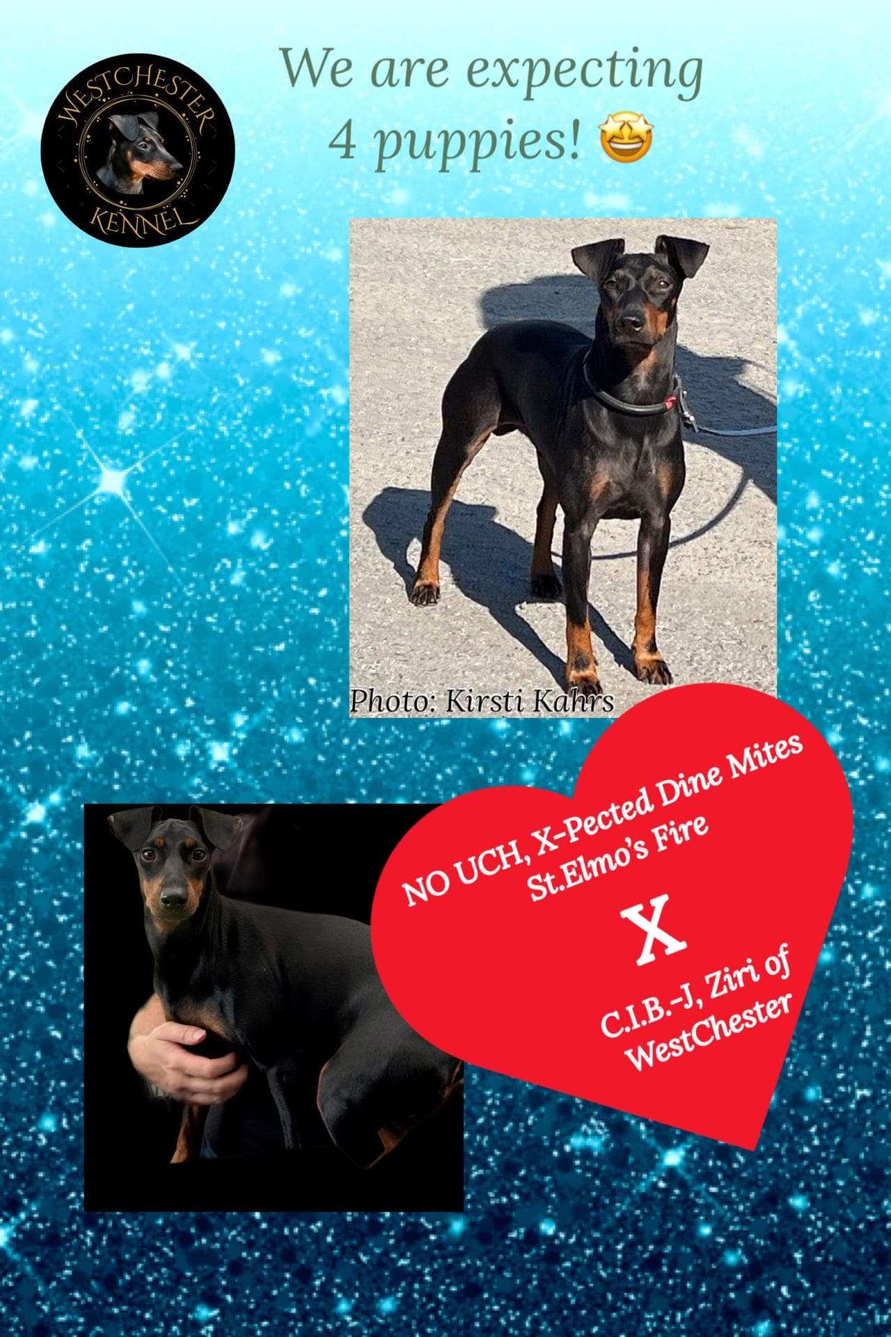 Manchester Terrier valper selges