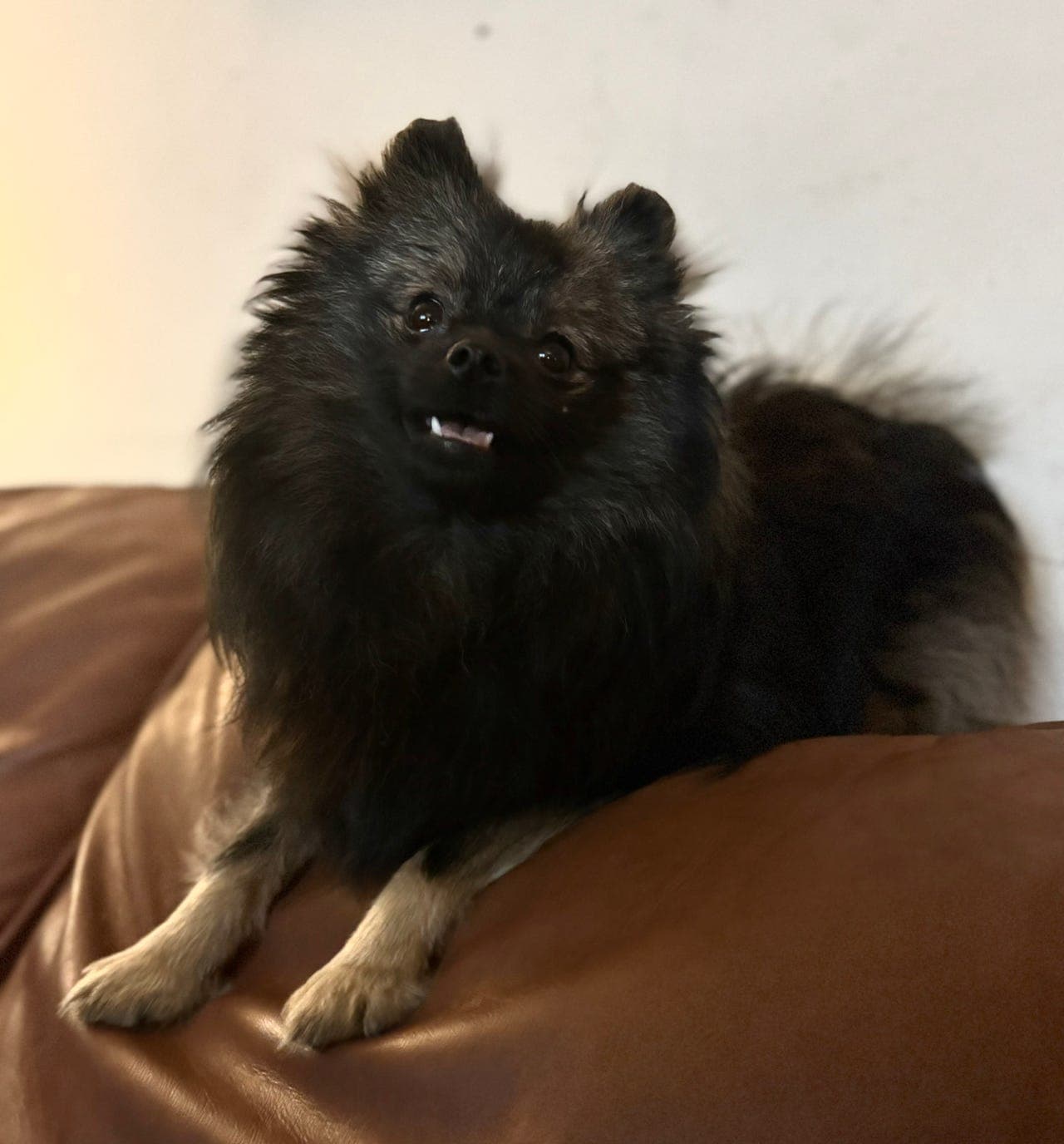 Pomeranian ulvegrå farge