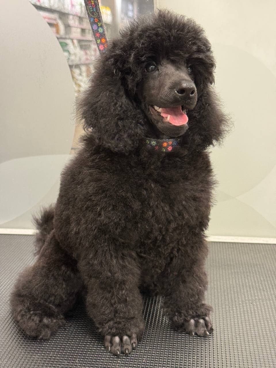 Mellompuddel Valp søker hjem