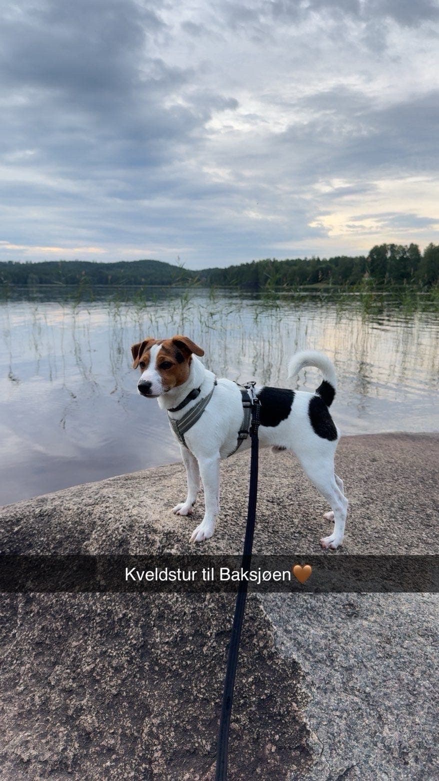 Omplassering av 1 år gammel hund