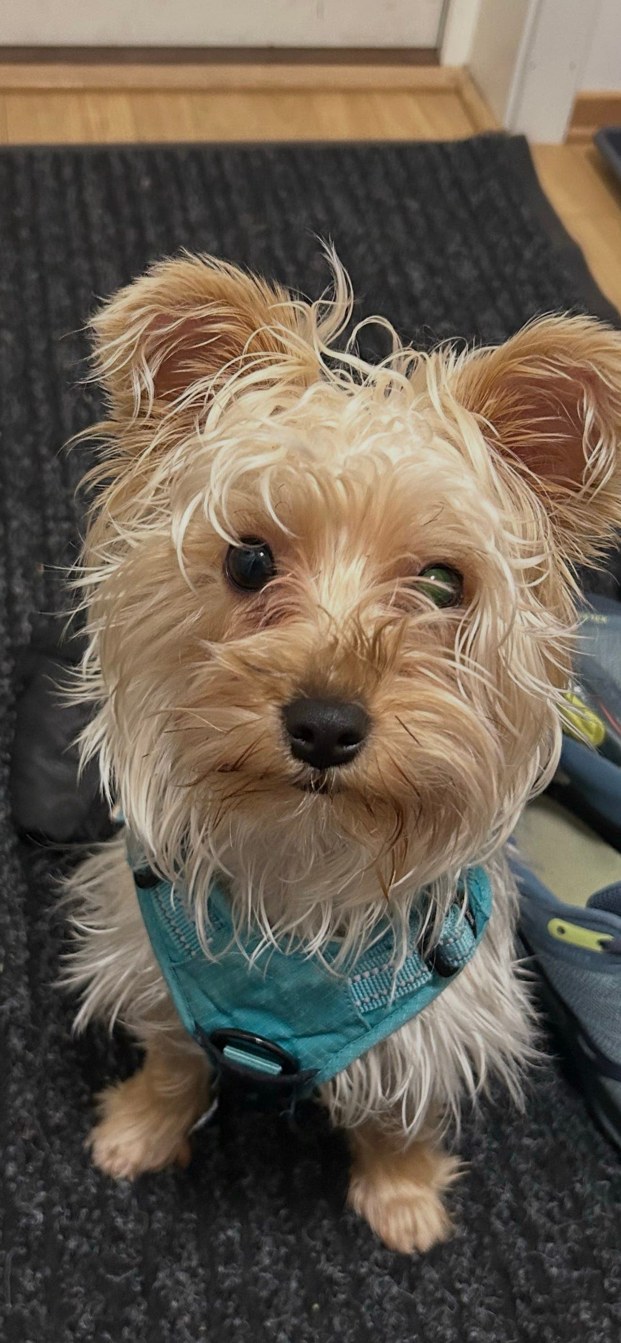 Yorkshire terrier tispe settes på fór