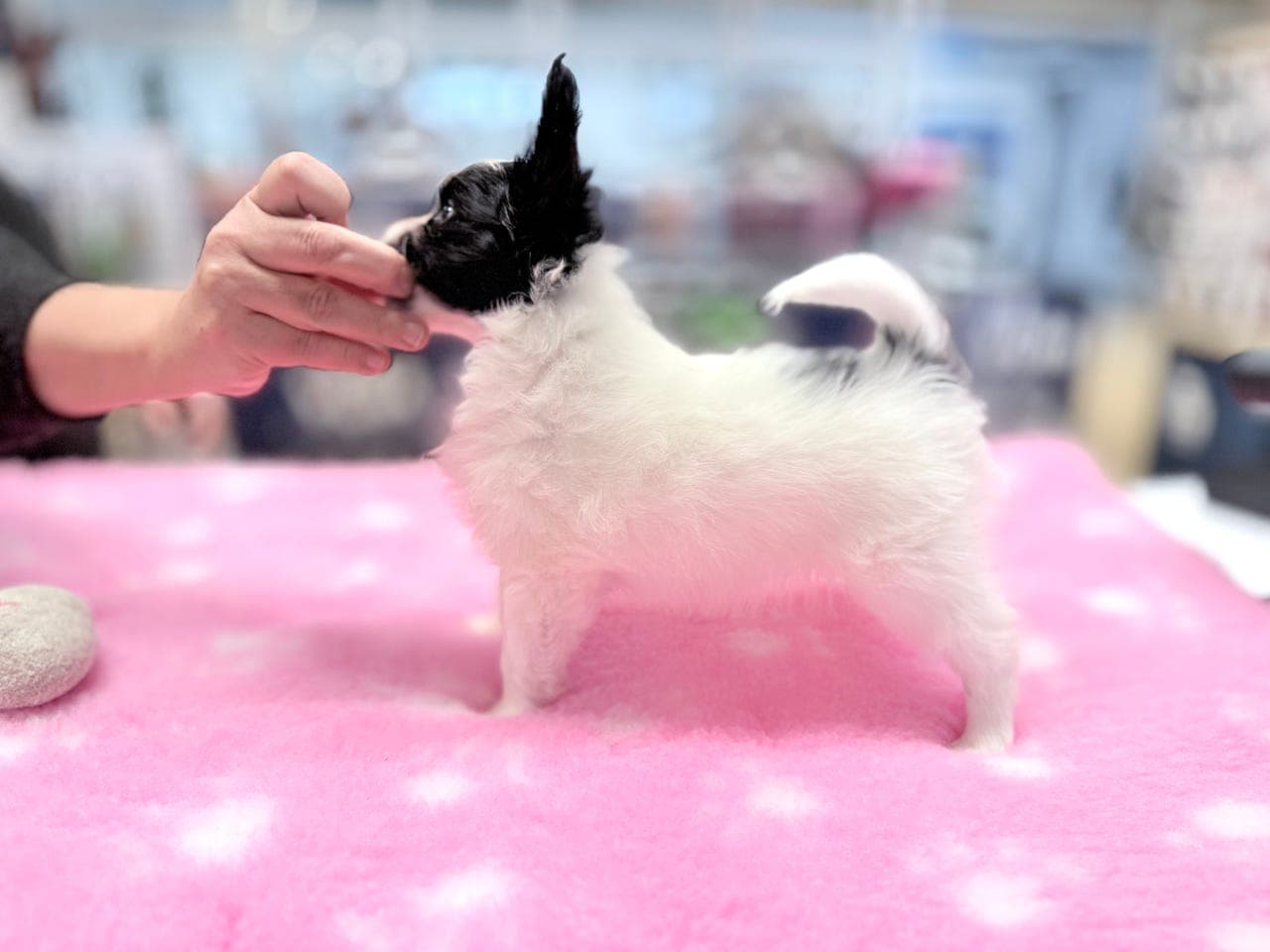 Asterix søker sitt forevige hjem