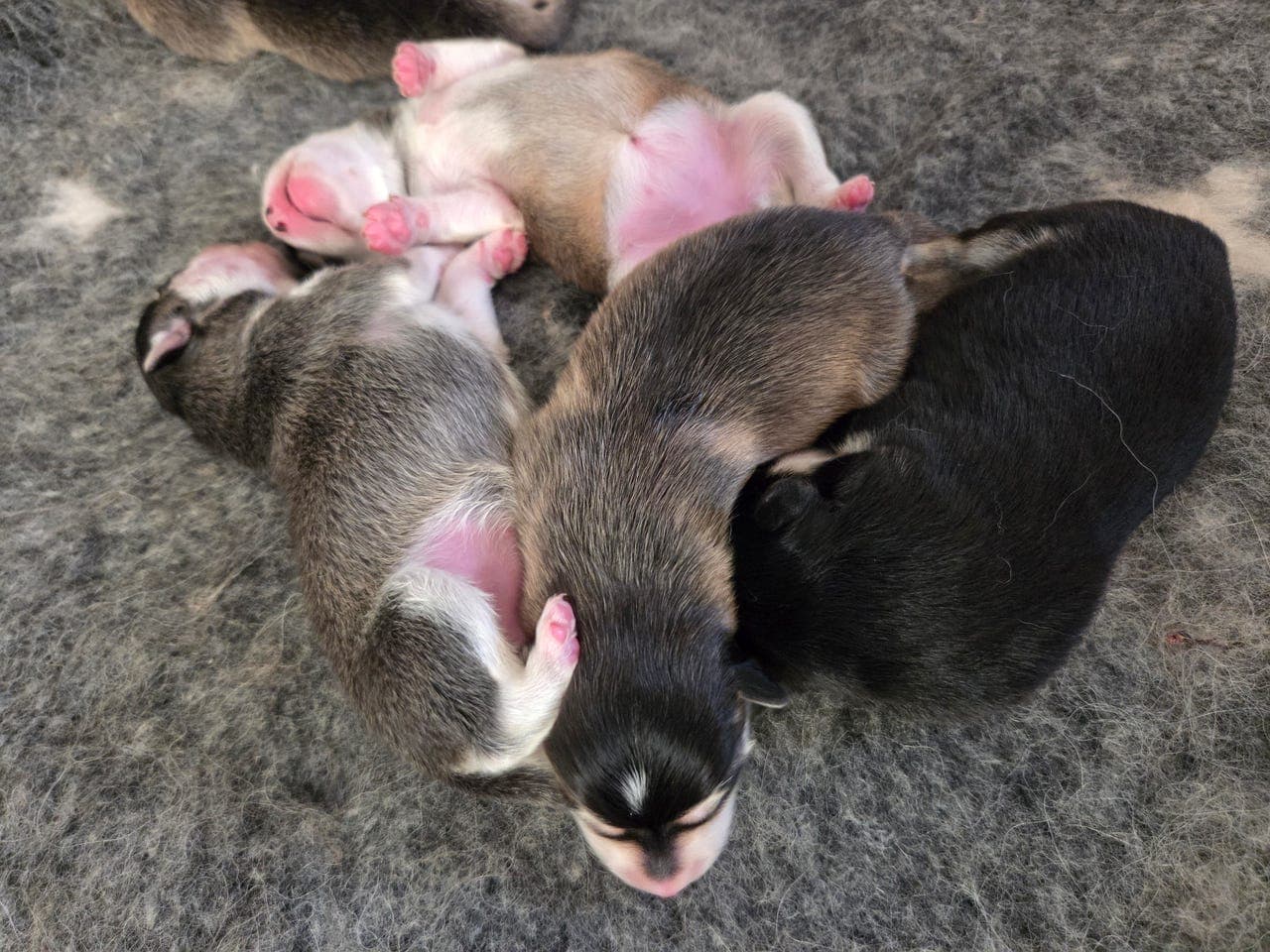 Finsk lapphund valper