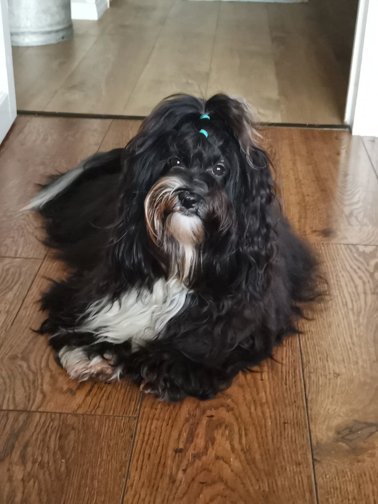 Bichon Havanais valper til salgs