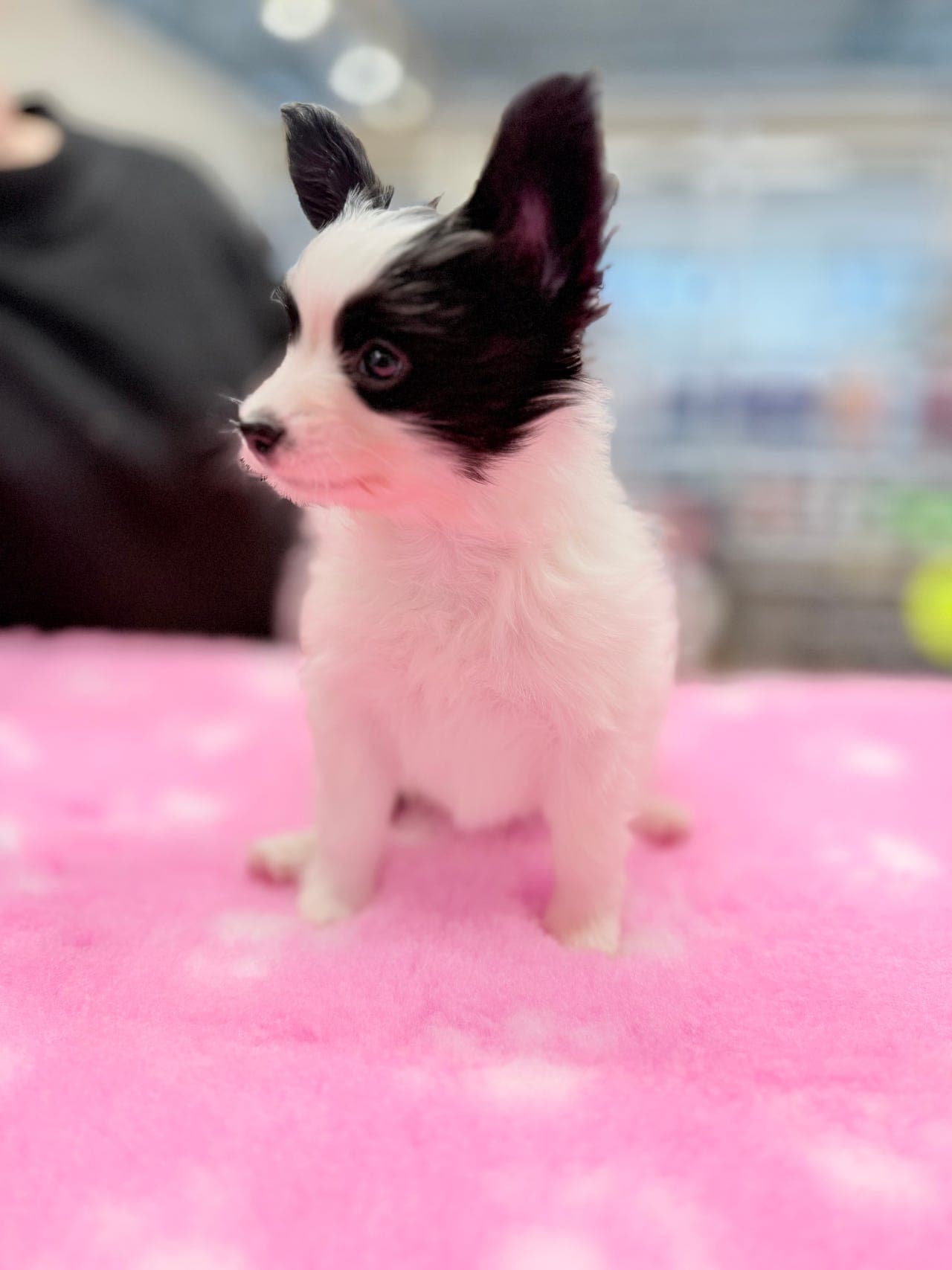 Obelix søker sitt forevige hjem