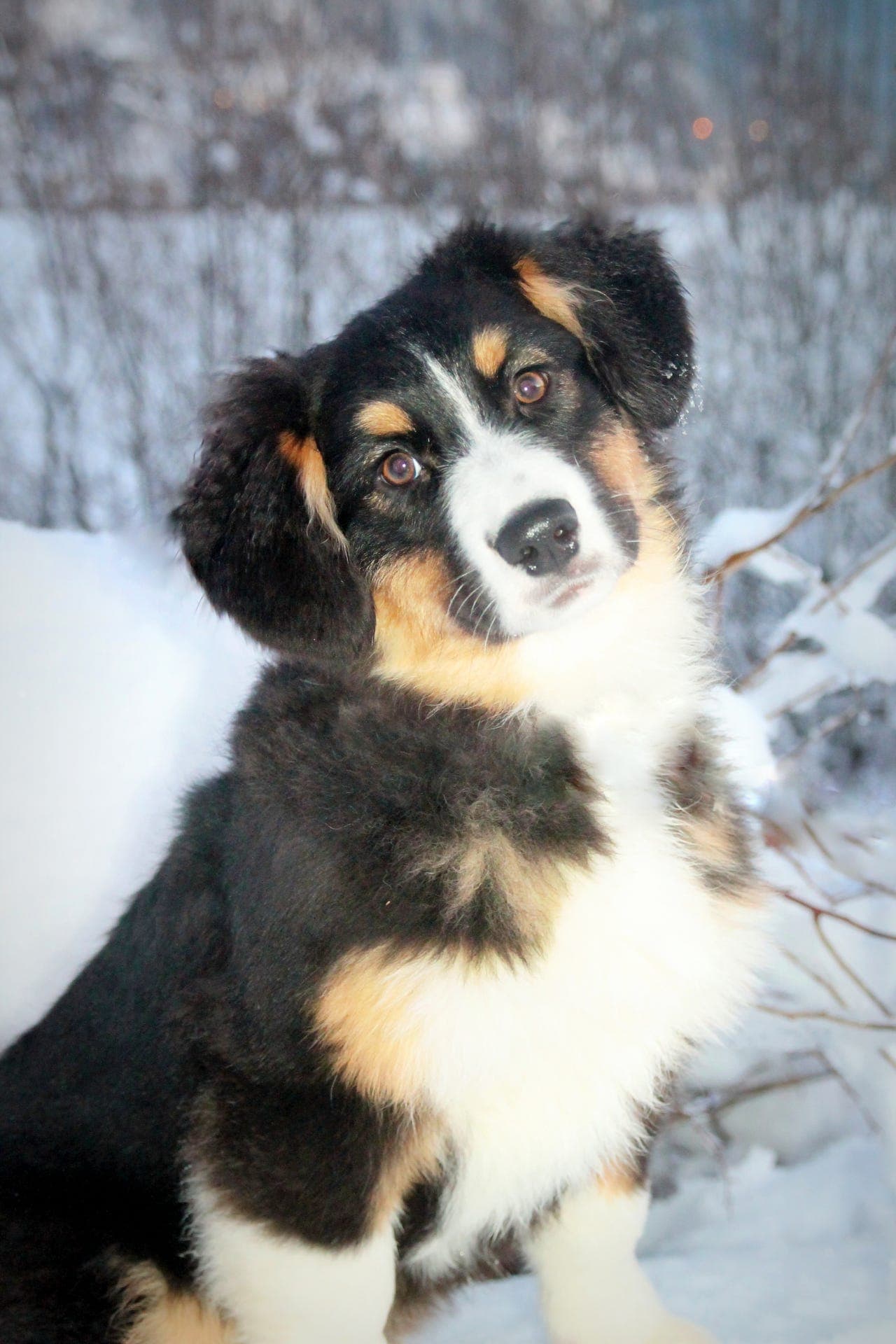 Tispevalp Australian Shepherd