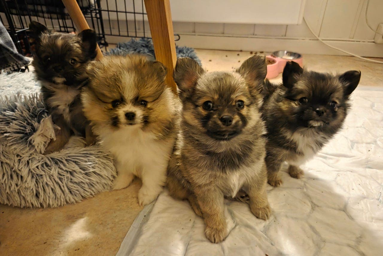 Pomeranian 1 jente & 2 gutter søker nye hjem🐕