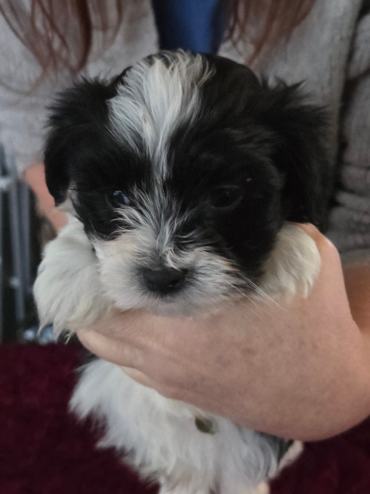 Bichon havanais gutter