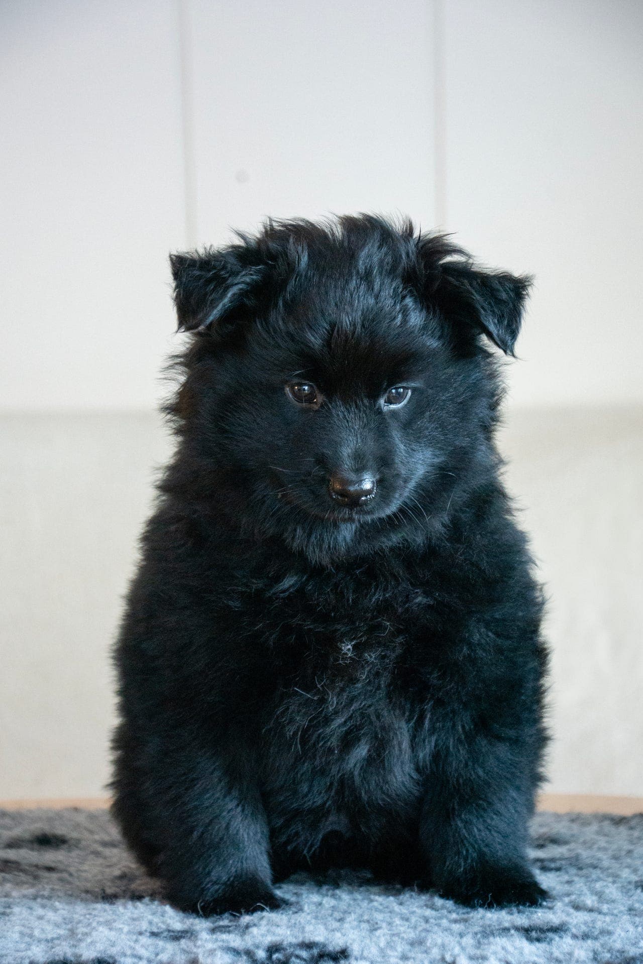 Svansk lapphund valp