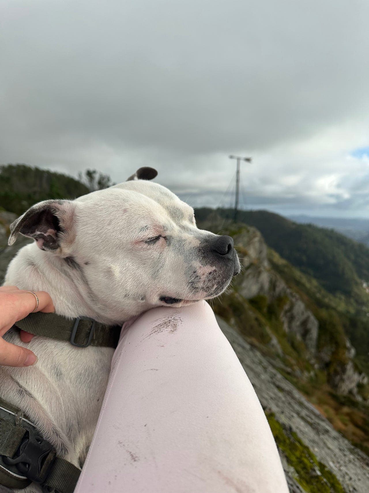 Staffordshire bull terrier 5år