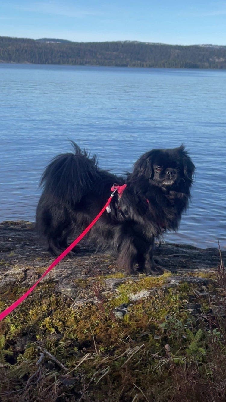 Tibetansk spaniel tispe