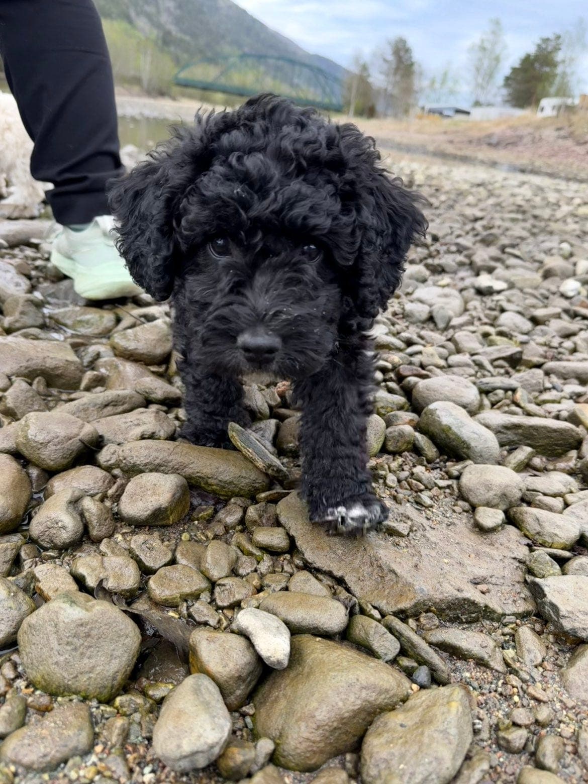 Spansk vannhund valper ( 4 hanner og 2 tisper)