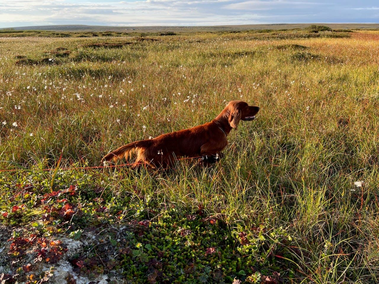 Irsk Setter valper selges