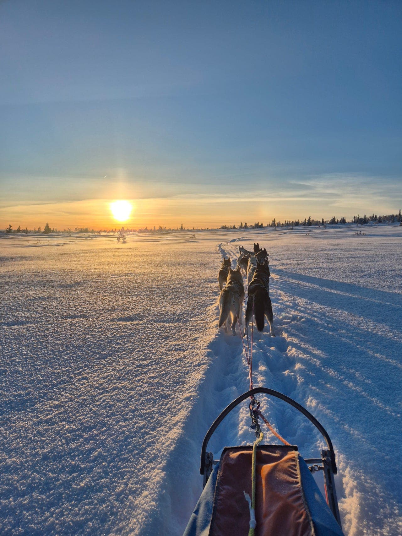 Godt trente spannhunder