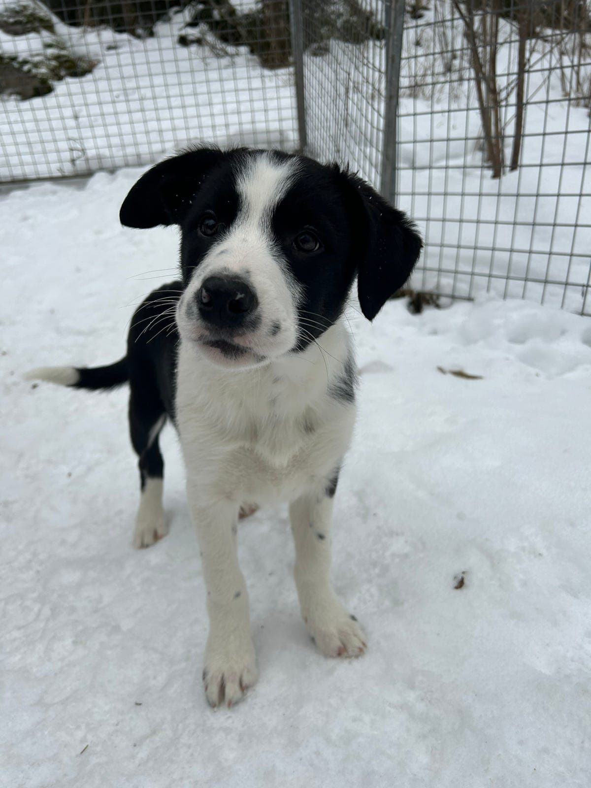Leveringsklare border collie valper