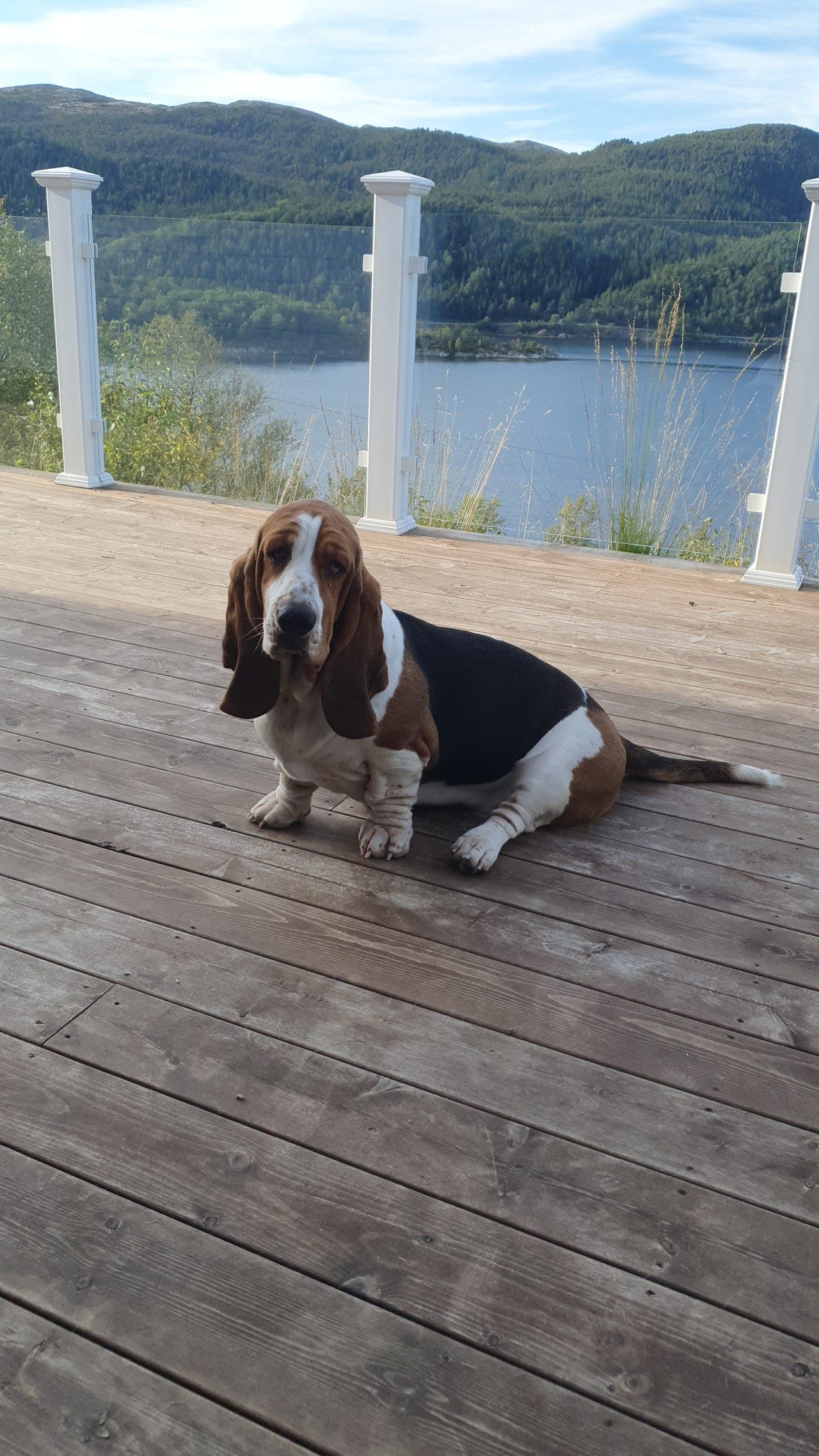 Basset Hound tispe omplasseres